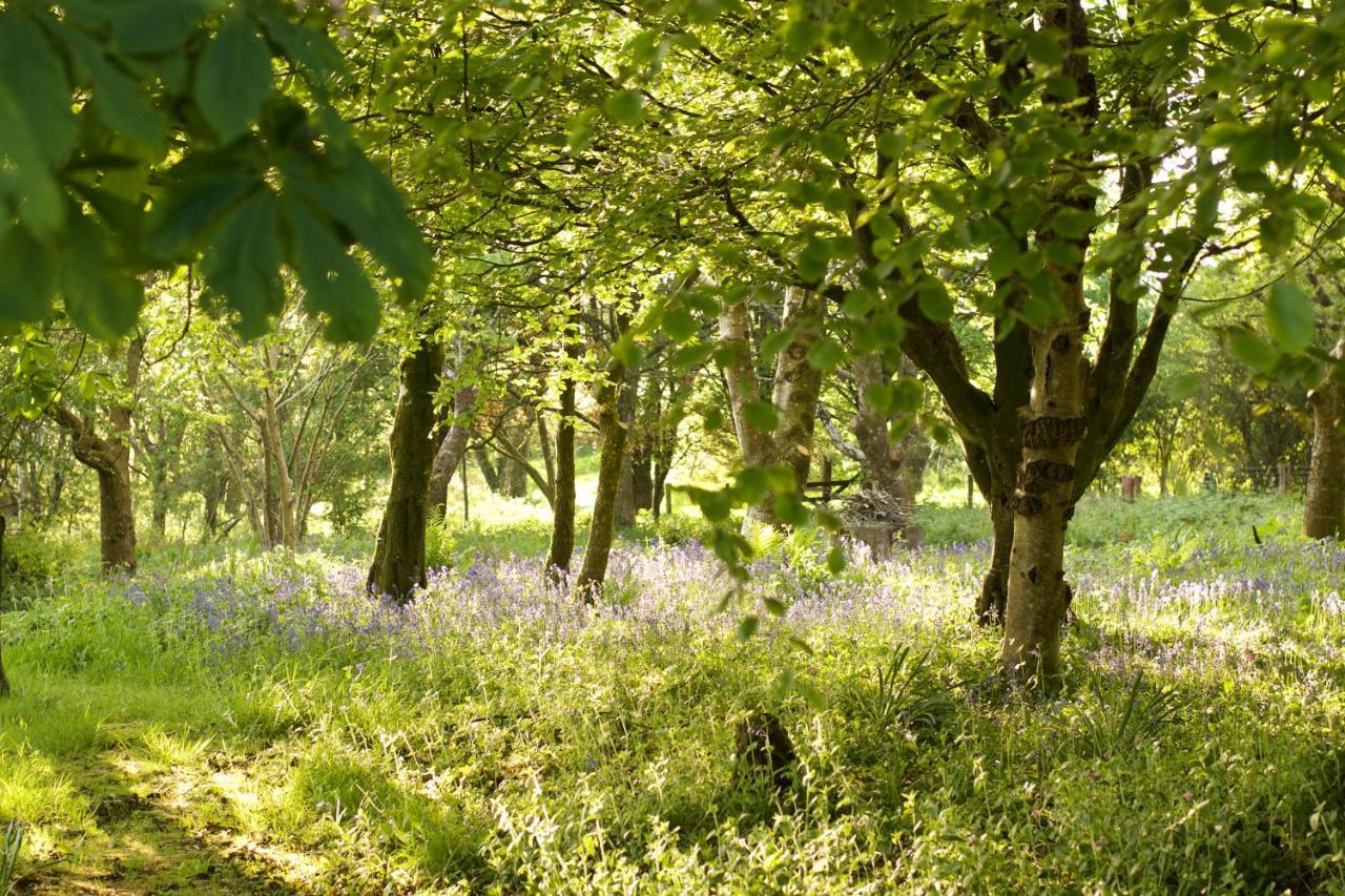 Bed and Breakfast Holwell Holistic Retreat Barnstaple Exteriér fotografie